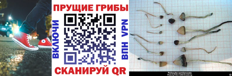 Купить где  Никольск  Псилоцибиновые грибы Psilocybine cubensis 